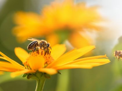 Kalendárium: 10 způsobů, jak podpořit včely a oslavit tak jejich den
