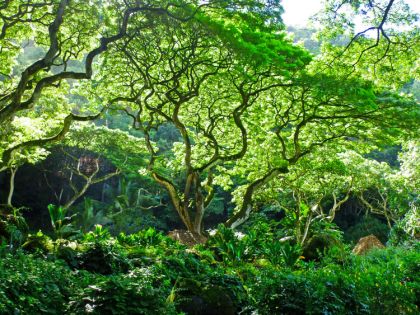 Na Zemi je překvapivě 73 000 druhů stromů. Spočítal to kód, který prolomil Enigmu