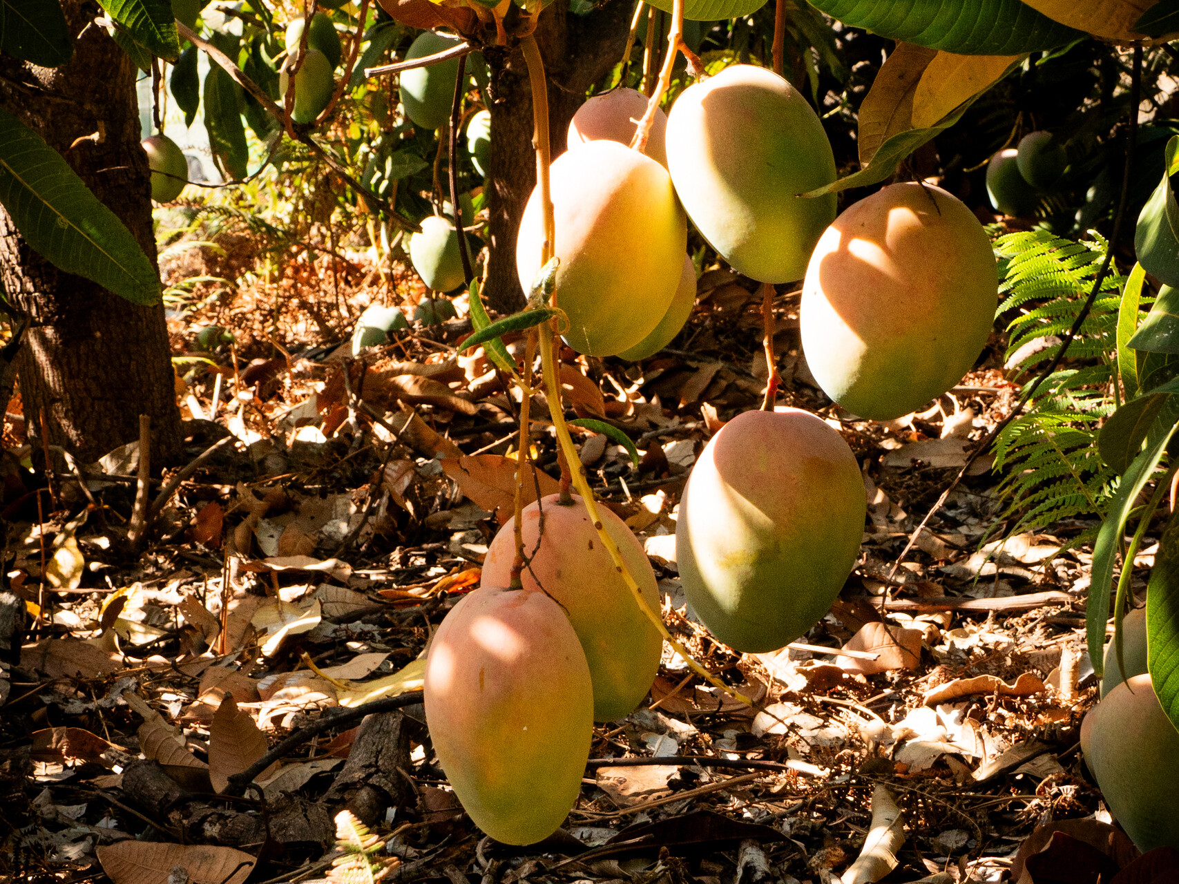 ostrovchuti mango