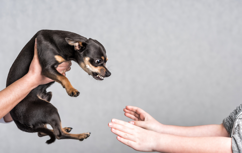 shutterstock 408032578