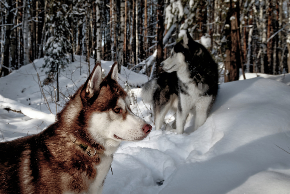 husky