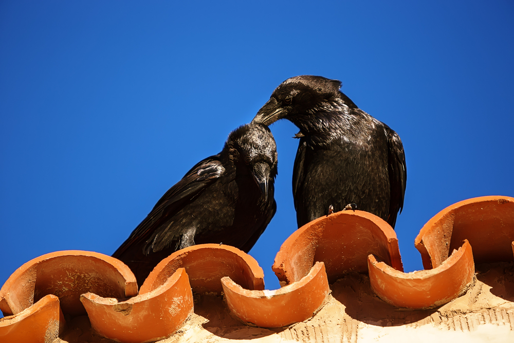 havrani shutterstock 344277506