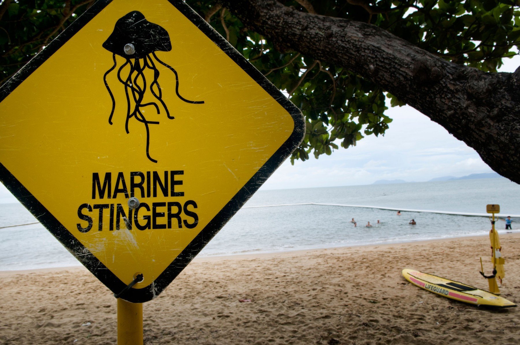 meduzy australie