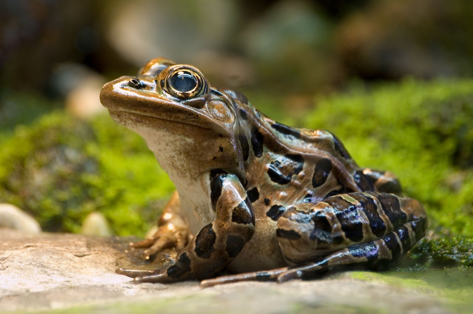 Žába leopardí dokáže chytit hmyz za 0,07 vteřiny