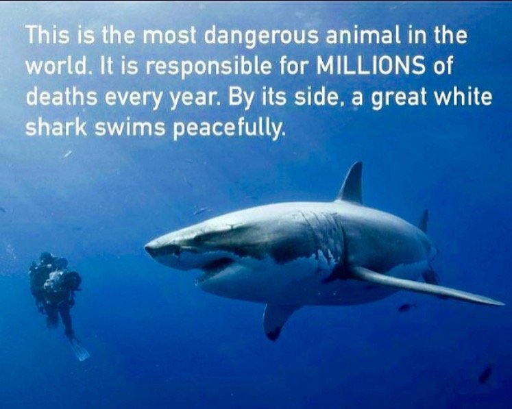 shark
