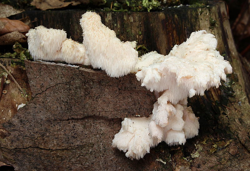 koralovec jezaty wikimedia commons kopie