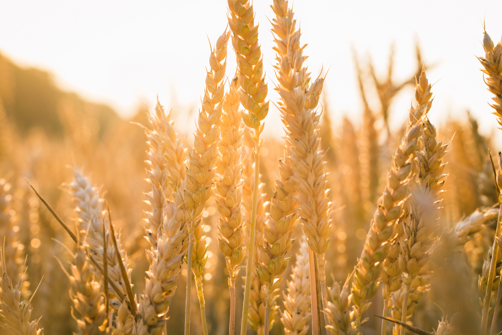 Pšenici můžete nahradit špaldou, která je zdravější shutterstock 295943282