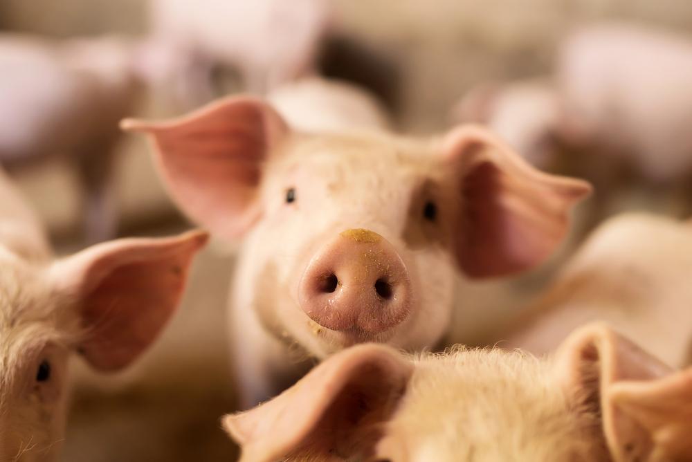 V případě, že chcete konzumovat maso, vám doporučuji jen to kvalitní, tj. najít si a podporovat svého farmáře. Nakupujte od něj čerstvé mléko a maso přirozeně krmených zvířat. margit maso shutterstock 326942318