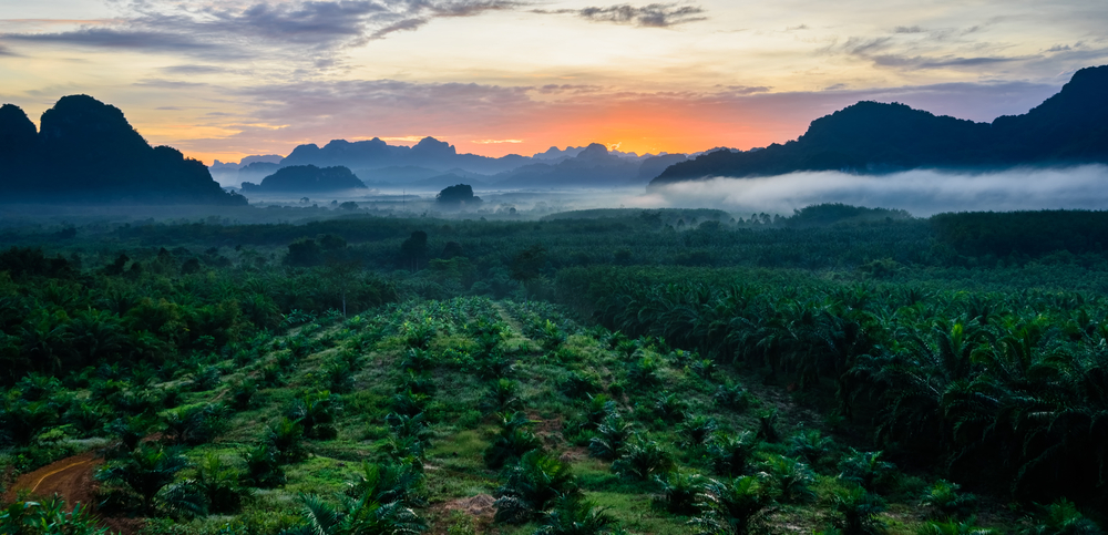 Palmové plantáže, jakkoliv mohou vypadat krásně, jsou ekologickou katastrofou. palmac shutterstock 353128103