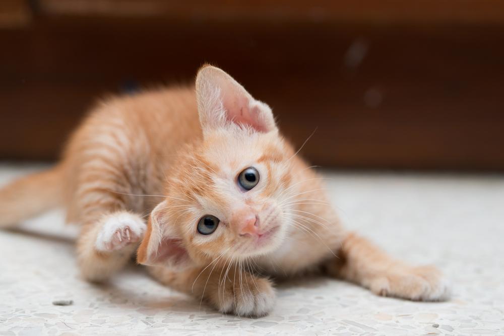 zvireci nemoci shutterstock 220273294